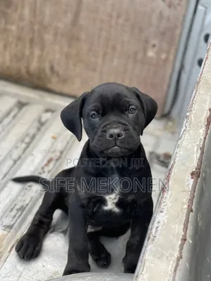Photo - 1-3 months Male Purebred Bullmastiff