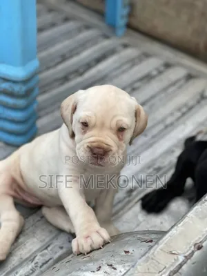1-3 months Male Purebred Bullmastiff