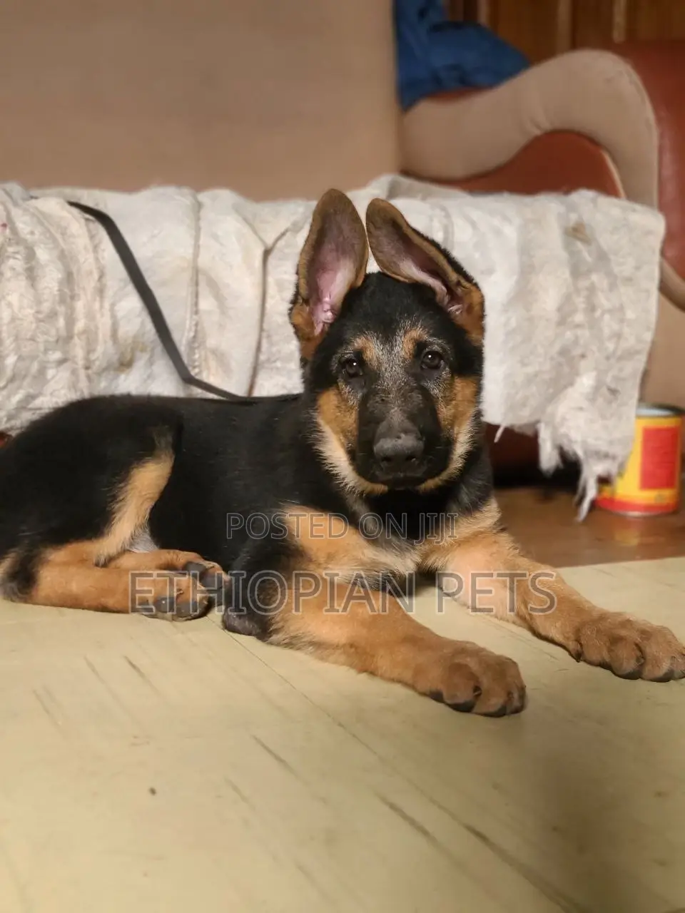 1-3 months Female Purebred German Shepherd