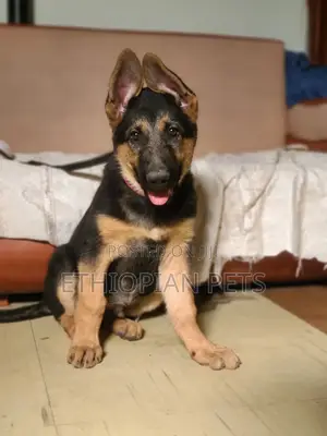 1-3 months Female Purebred German Shepherd