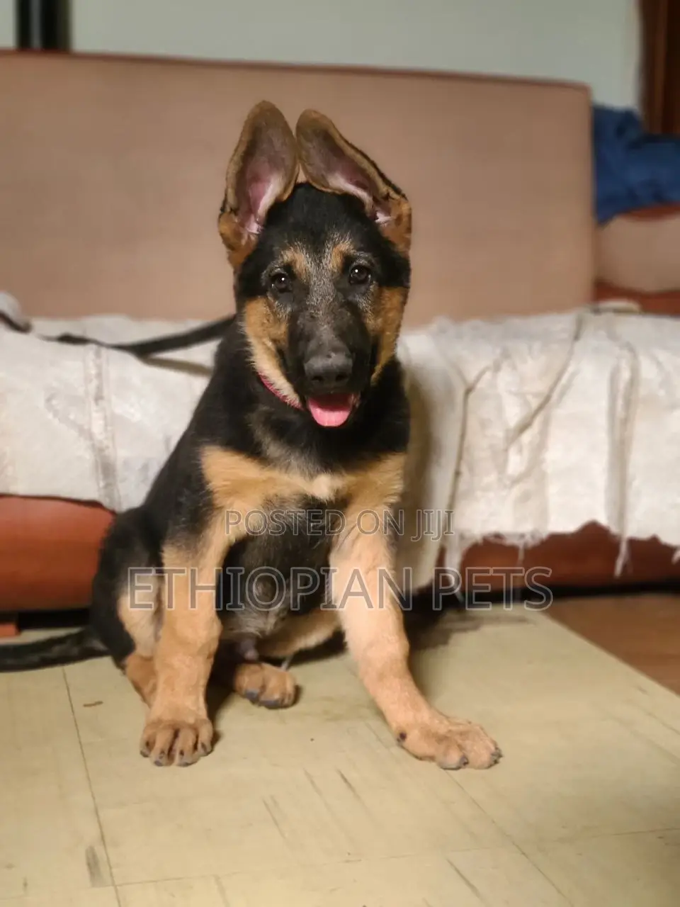 1-3 months Female Purebred German Shepherd