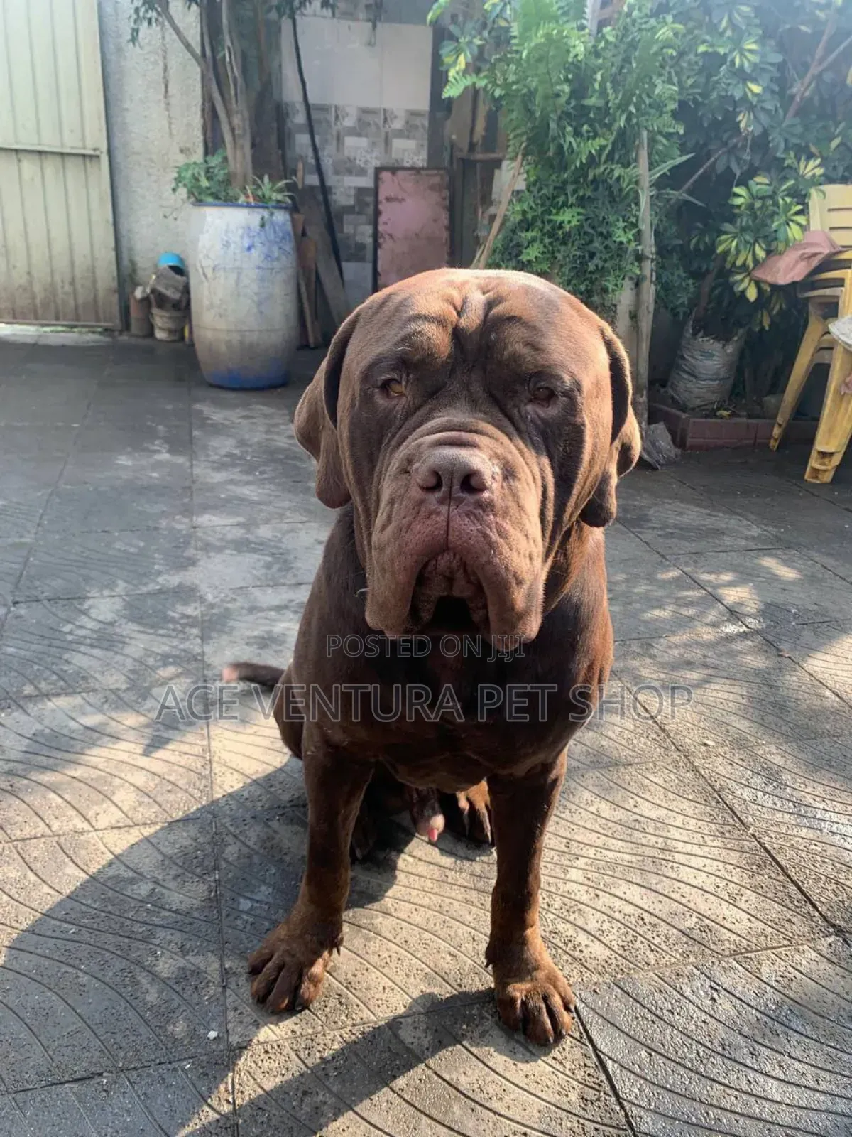 1-3 months Male Purebred Bullmastiff