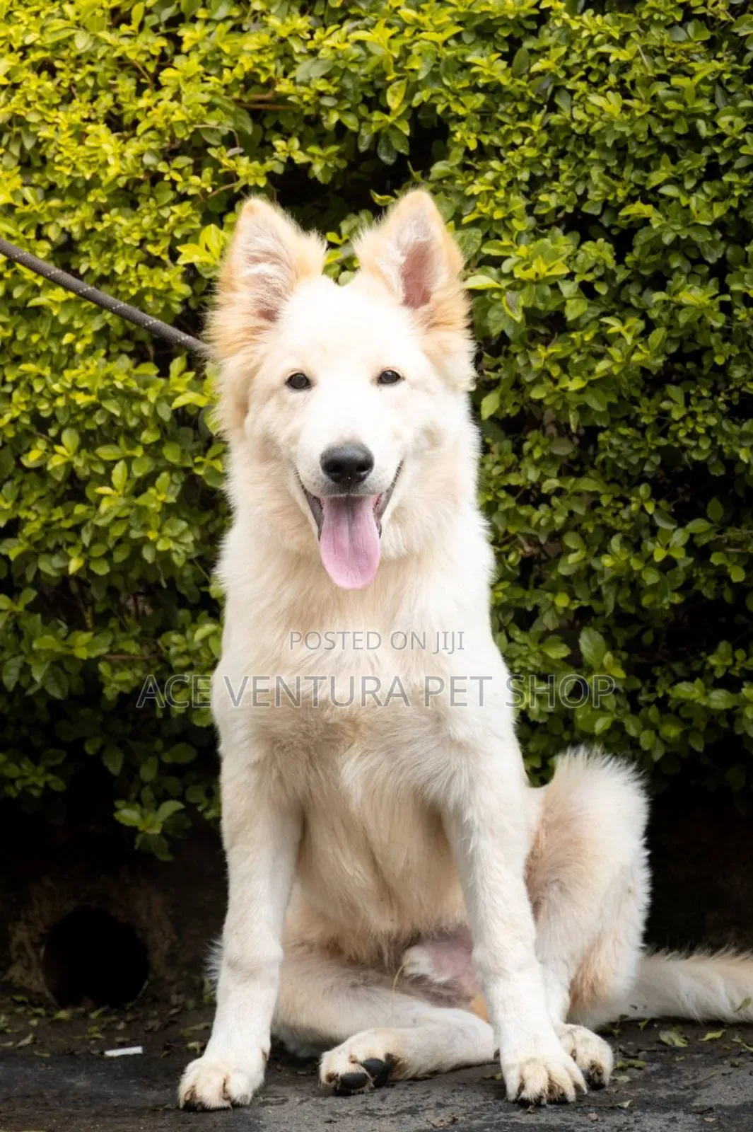 1-3 months Male Purebred German Shepherd