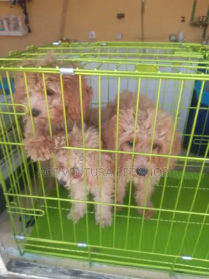 1-3 months Male Purebred Poodle