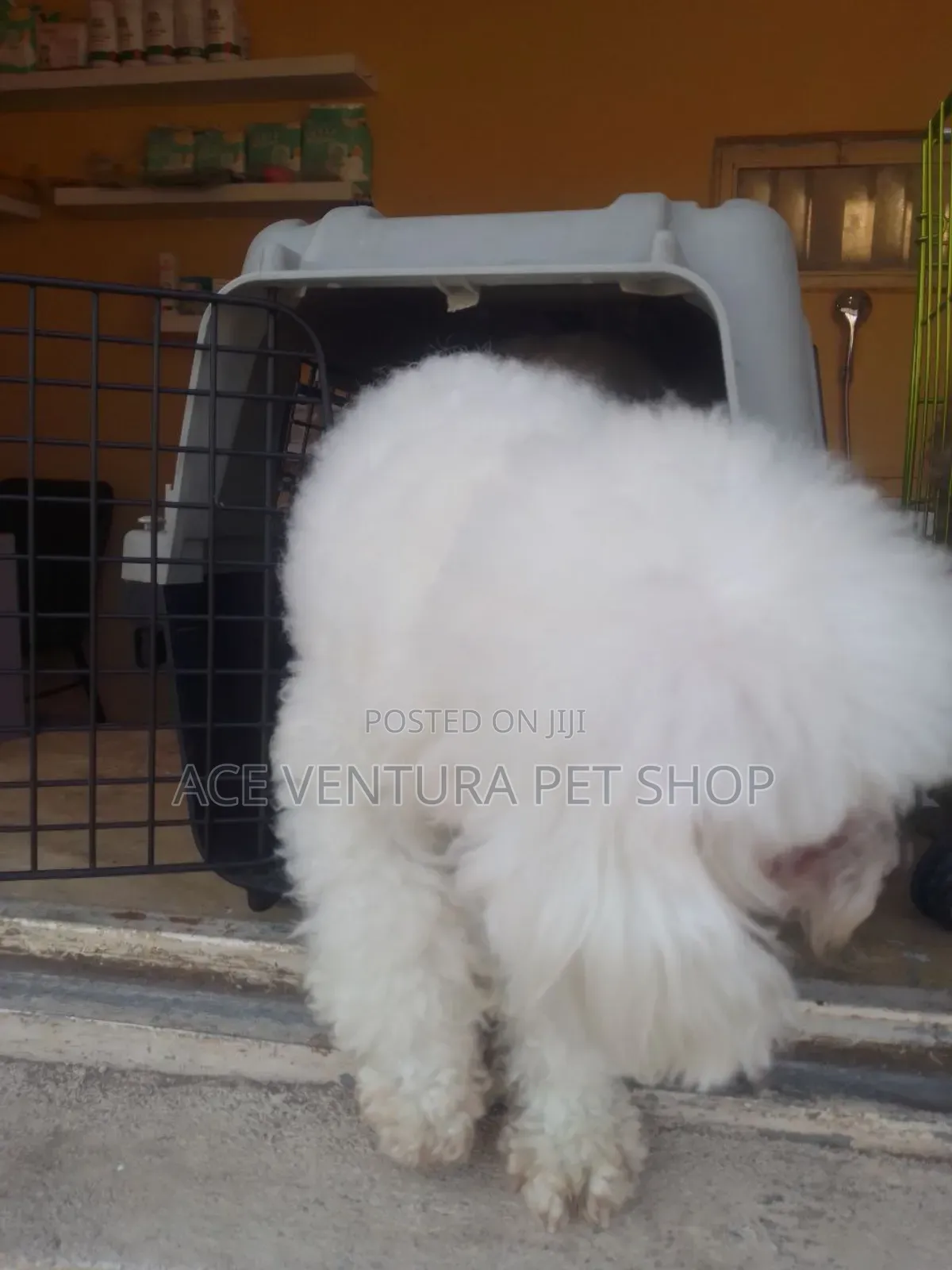 1-3 months Male Purebred Poodle