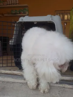 1-3 months Male Purebred Poodle