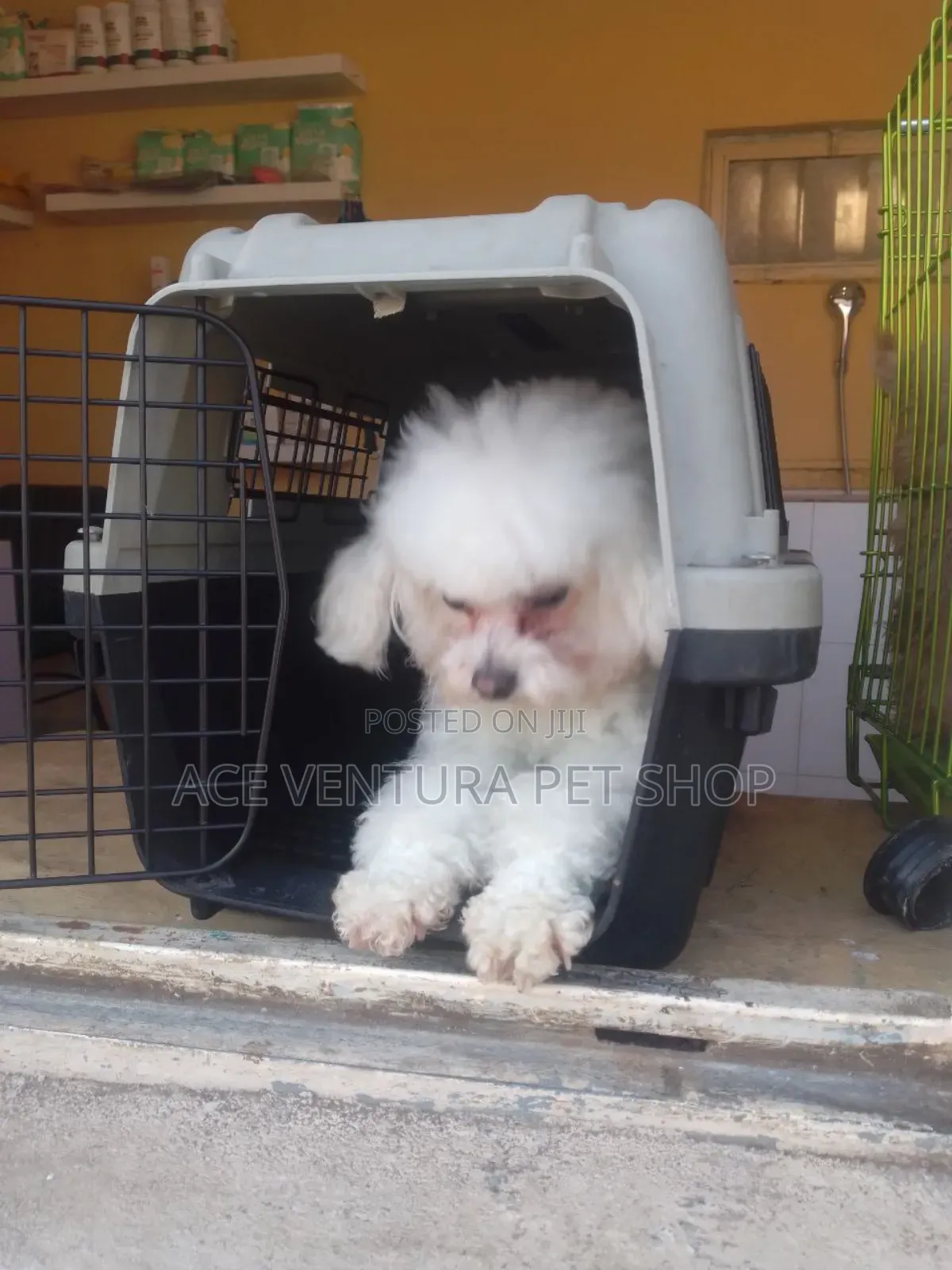 1-3 months Male Purebred Poodle