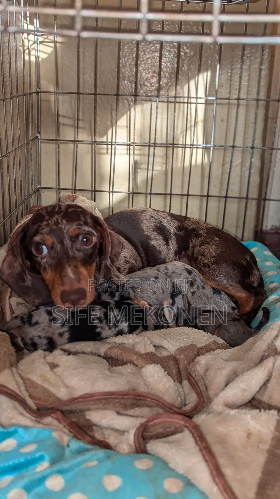 1-3 months Male Purebred Dachshund