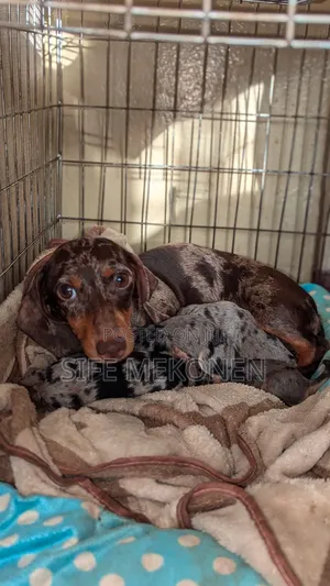 1-3 months Male Purebred Dachshund