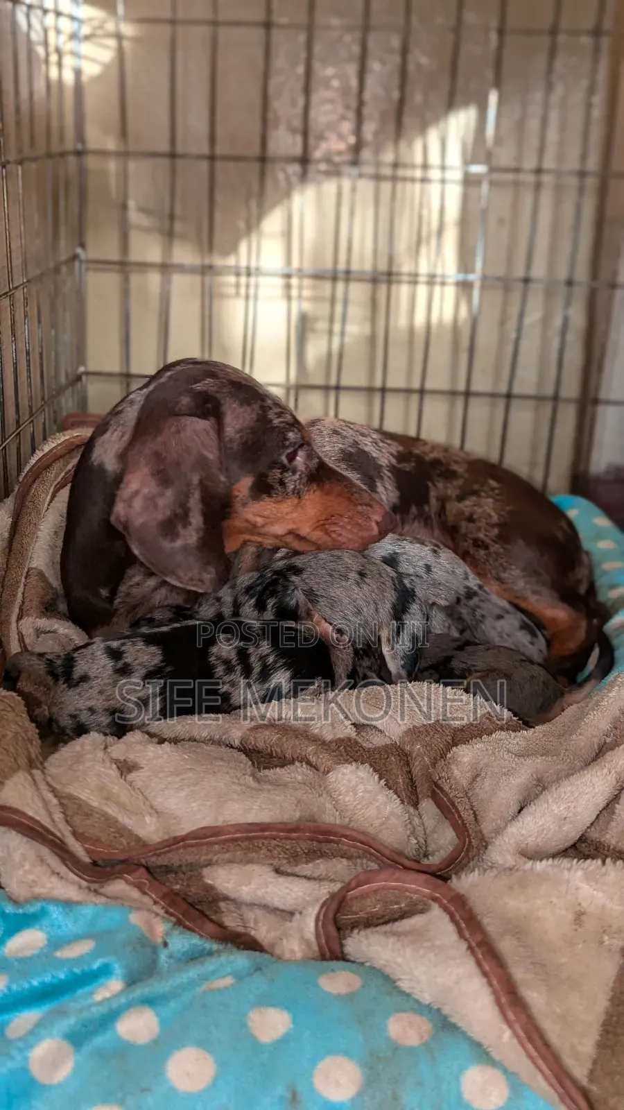 1-3 months Male Purebred Dachshund