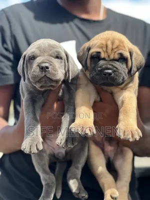 Photo - 1-3 months Male Purebred Bullmastiff