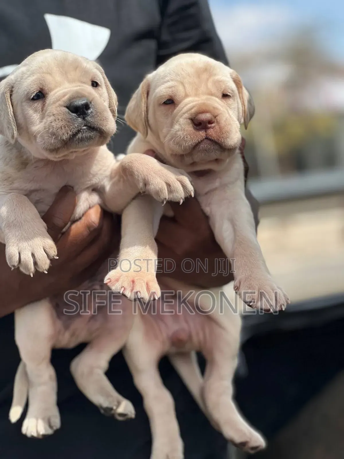 1-3 months Male Purebred Bullmastiff