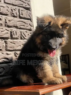 1-3 months Male Purebred German Shepherd