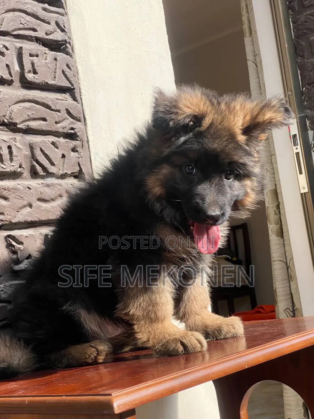 1-3 months Male Purebred German Shepherd