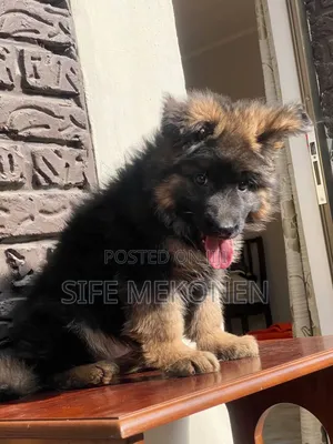 Photo - 1-3 months Male Purebred German Shepherd