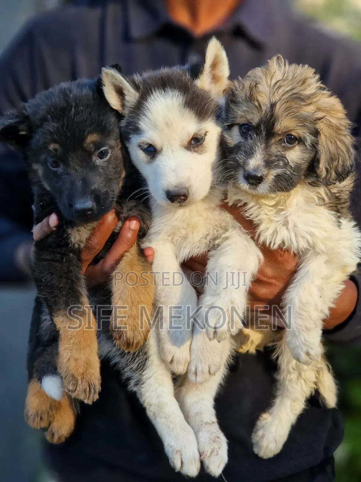 1-3 months Male Purebred Siberian Husky
