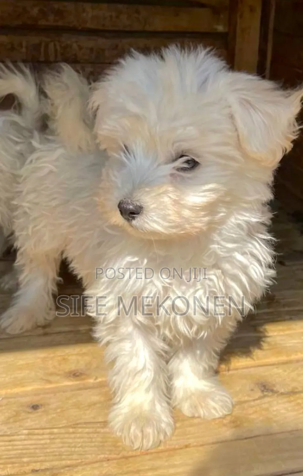 1-3 months Male Purebred Maltese