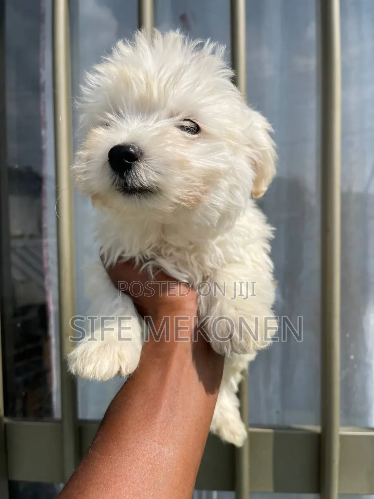 1-3 months Male Purebred Maltese