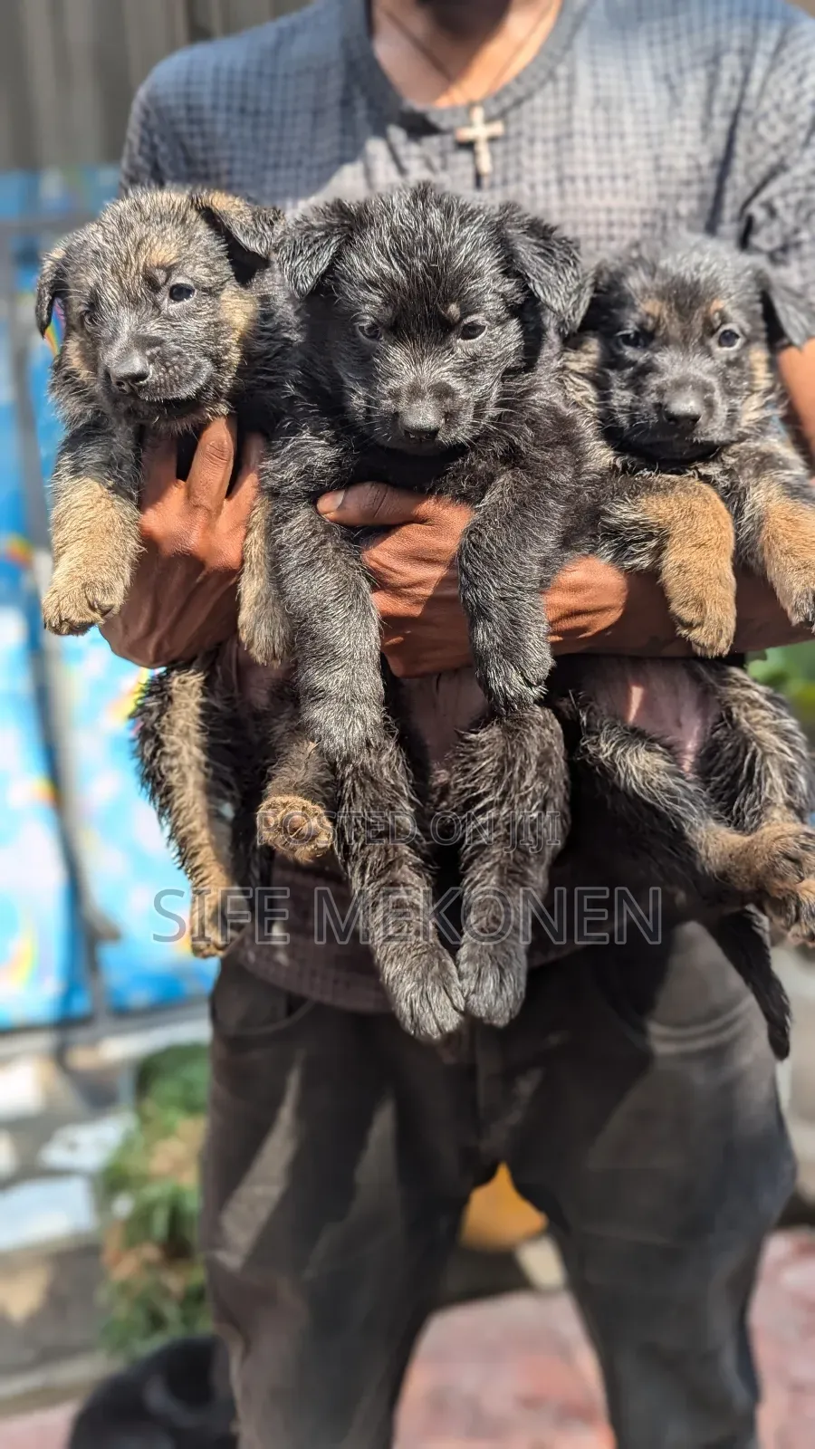 1-3 months Male Purebred German Shepherd