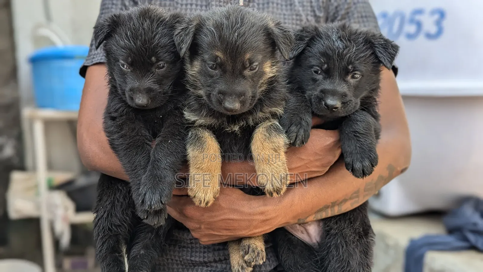 1-3 months Male Purebred German Shepherd