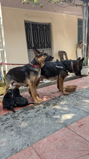 1-3 months Male Purebred German Shepherd