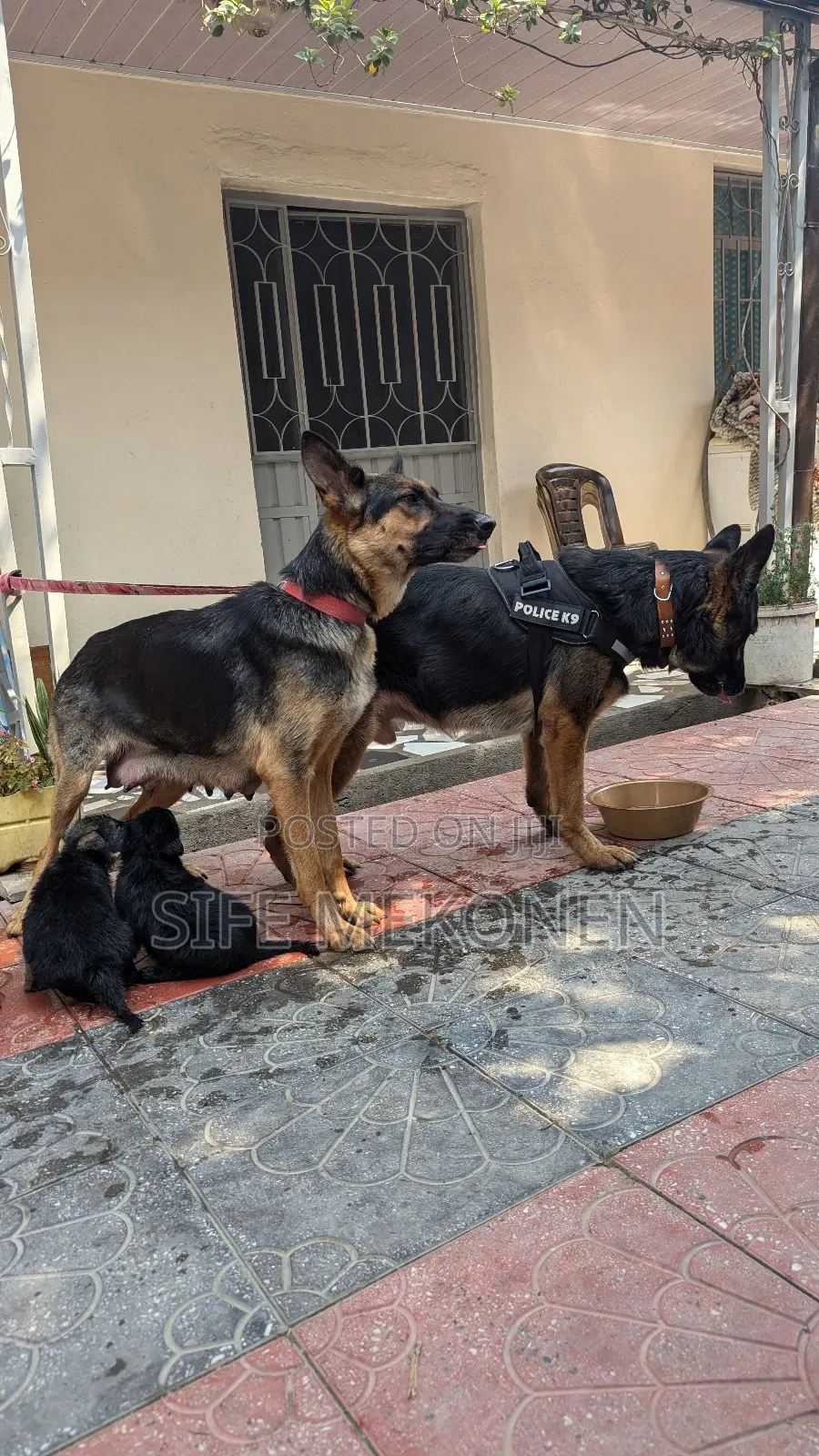 1-3 months Male Purebred German Shepherd