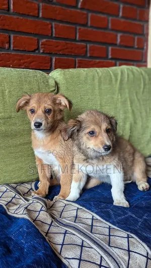 1-3 months Male Purebred Chihuahua