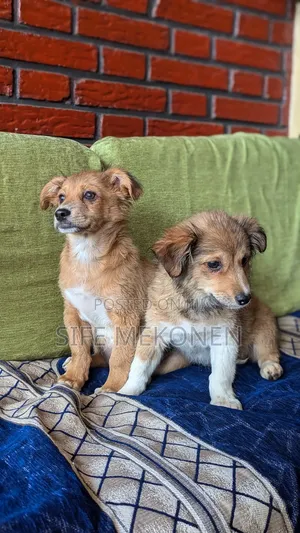 1-3 months Male Purebred Chihuahua