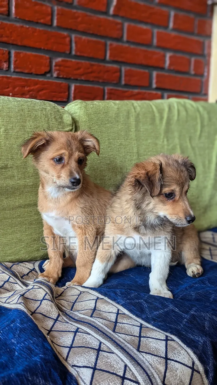 1-3 months Male Purebred Chihuahua