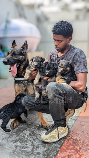 1-3 months Male Purebred German Shepherd