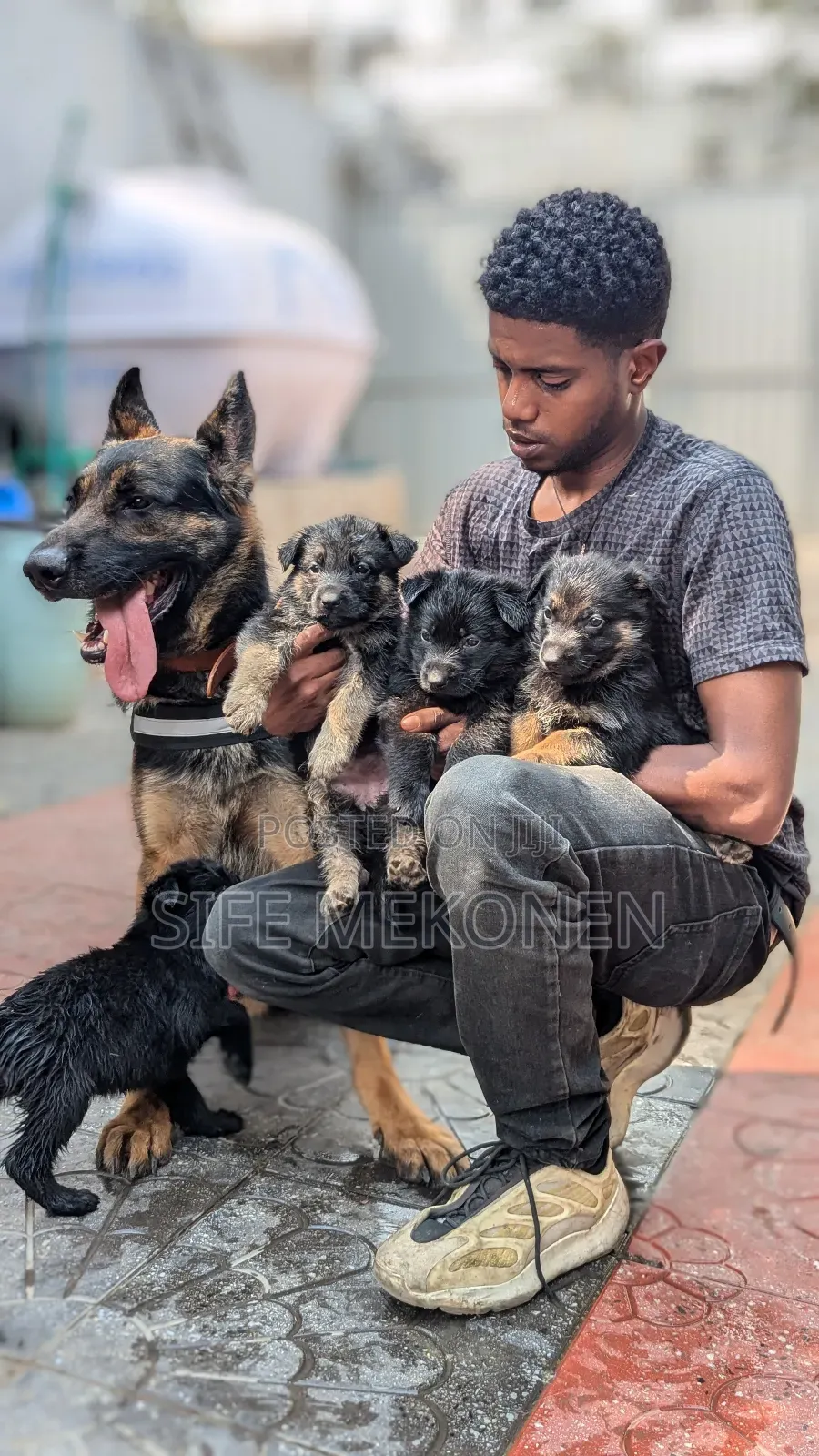 1-3 months Male Purebred German Shepherd