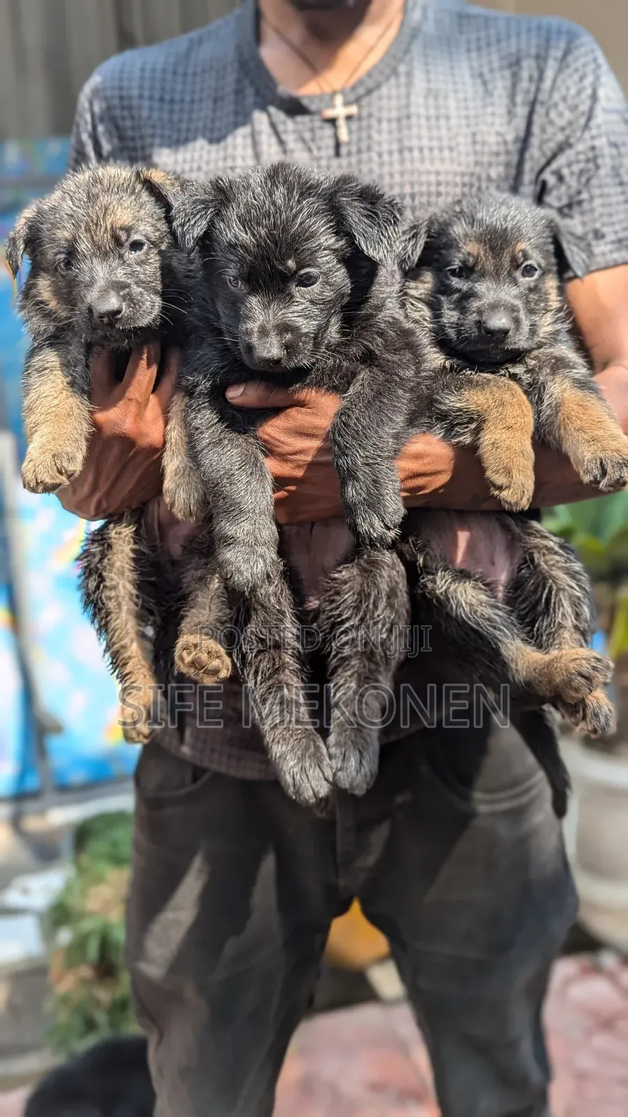 1-3 months Male Purebred German Shepherd