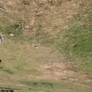Land for Sale(የሚሸጥ መሬት አስቸኳይ) 500m2
