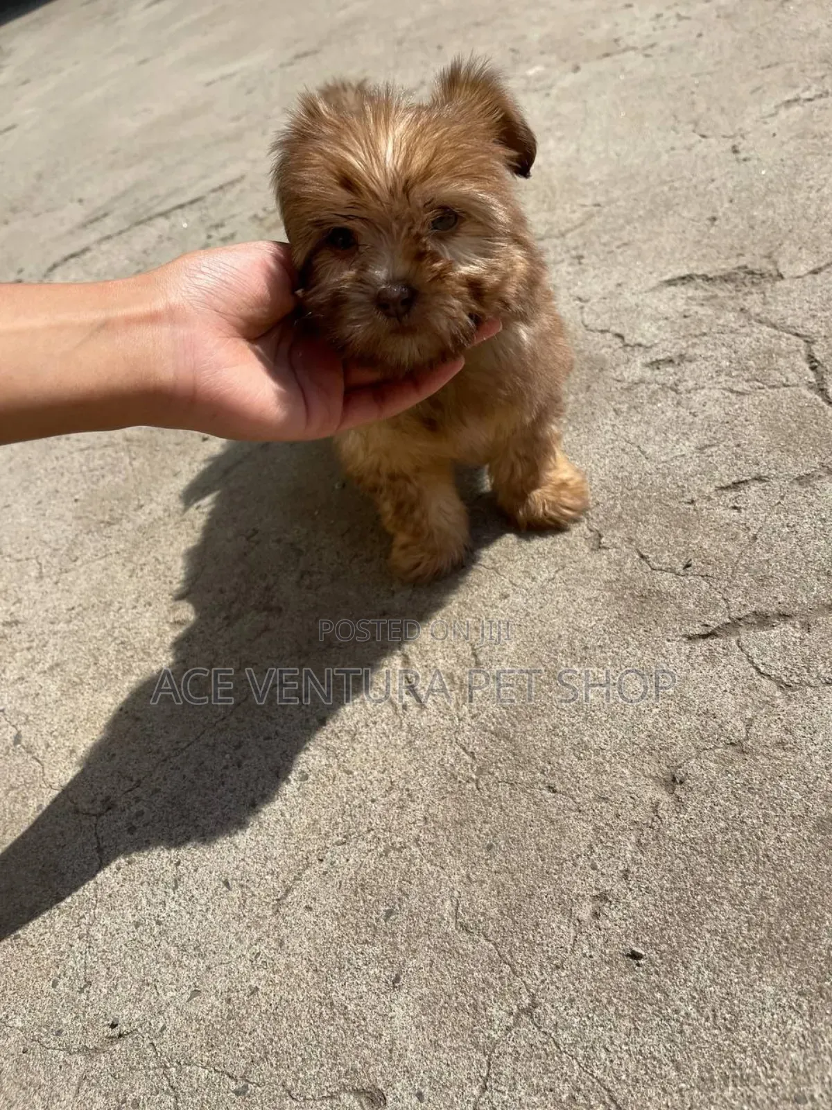 1-3 months Male Purebred Maltese Shih Tzu