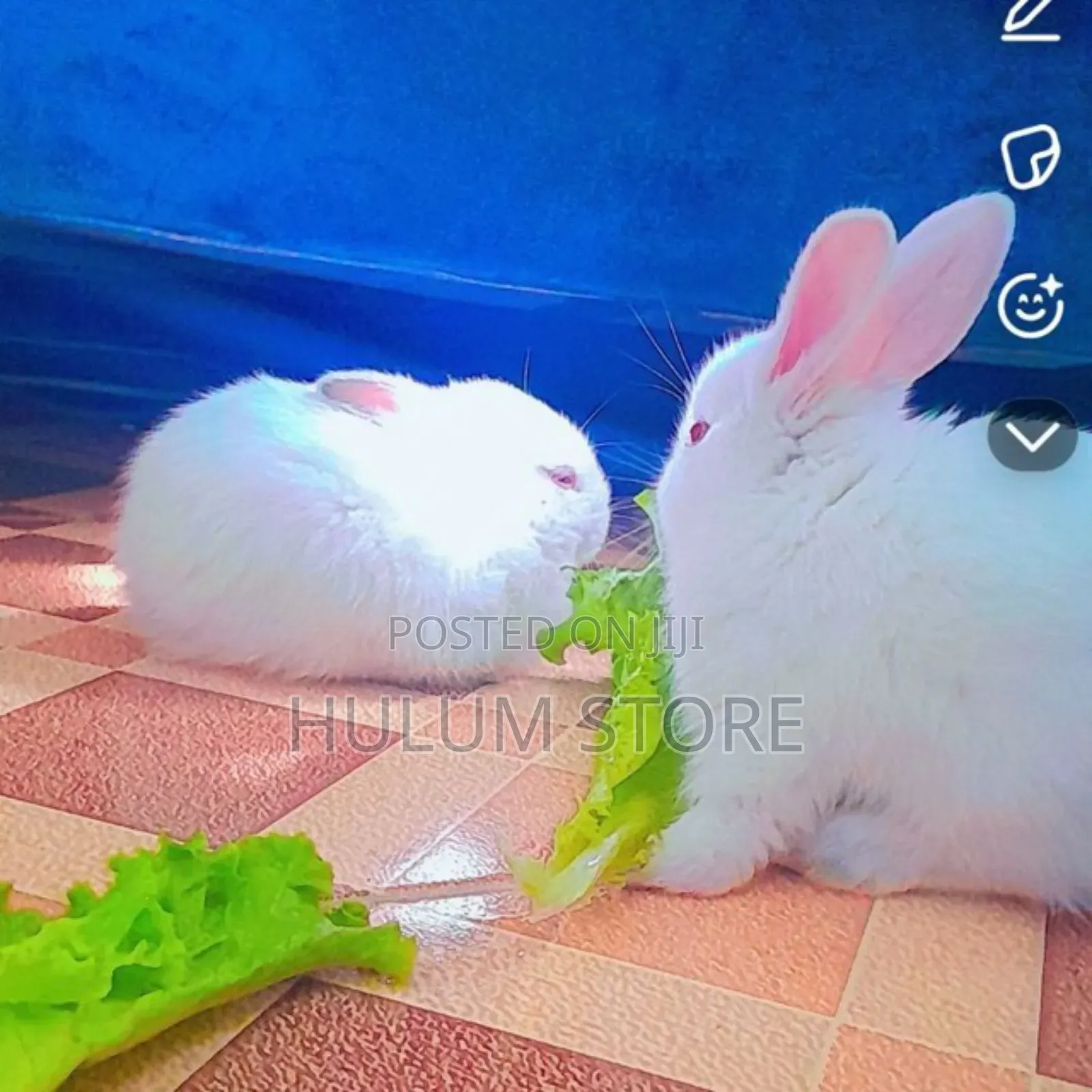 Rabbits for Home