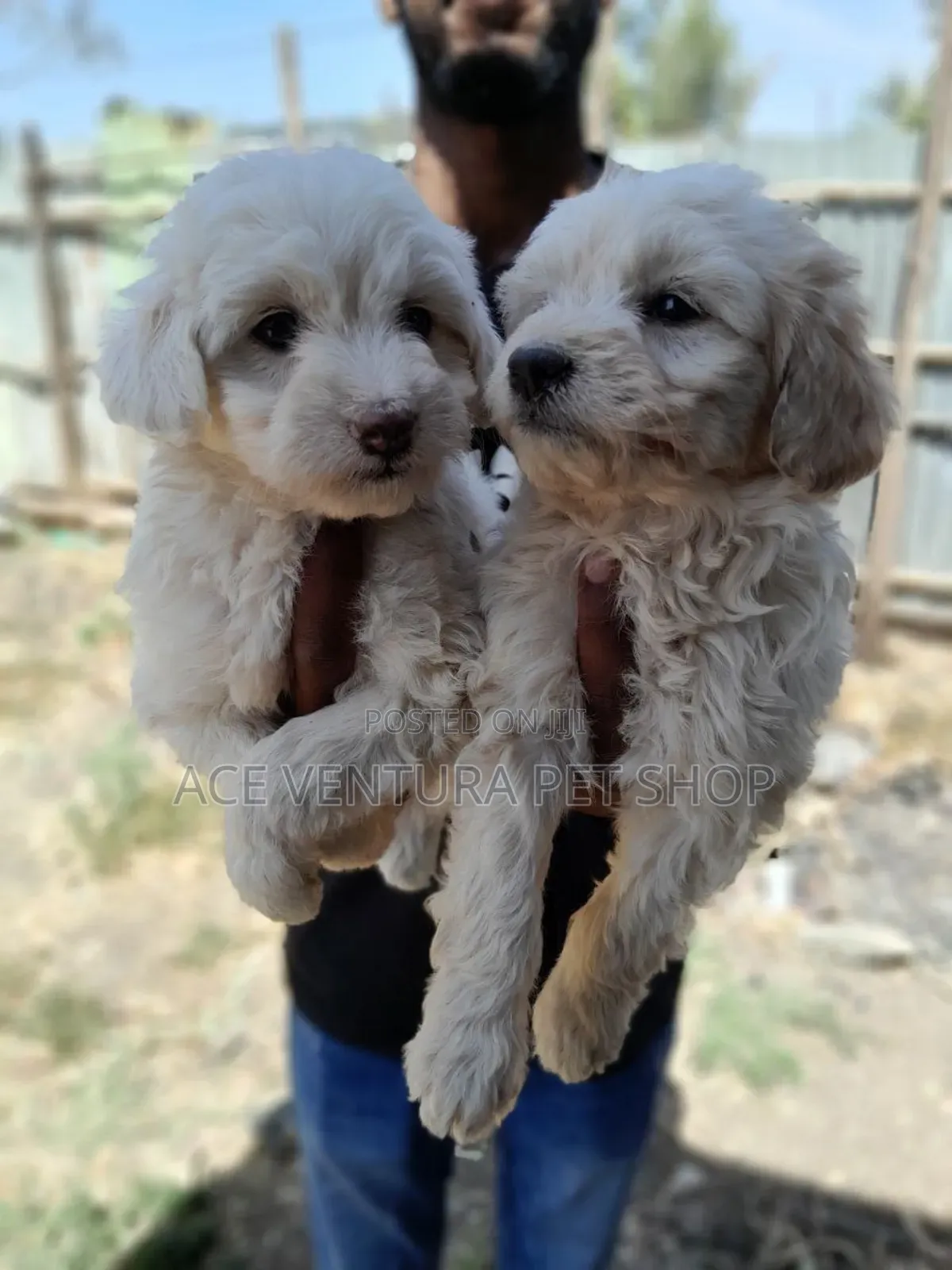 1-3 months Male Purebred Maltese