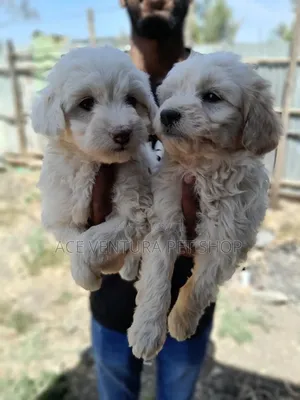 Photo - 1-3 months Male Purebred Maltese