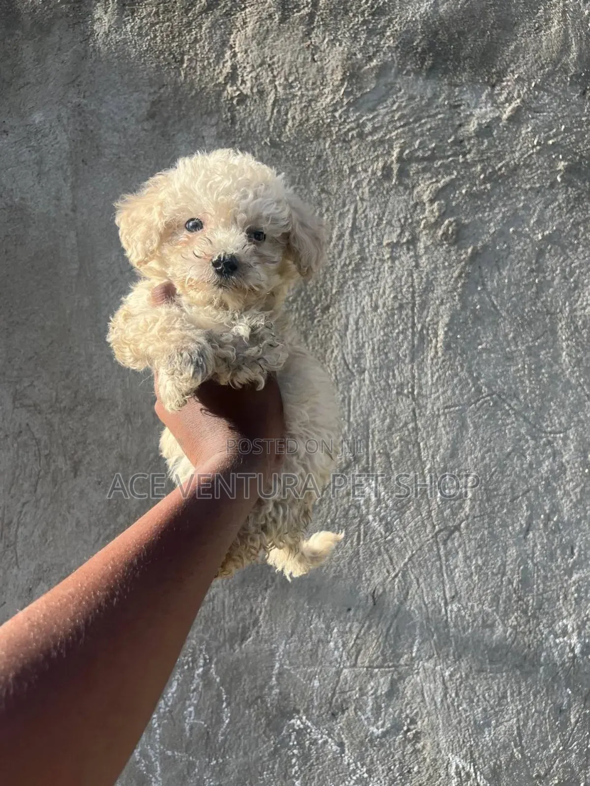 1-3 months Male Purebred Siberian Husky