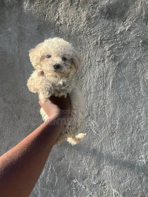 Photo - 1-3 months Male Purebred Siberian Husky