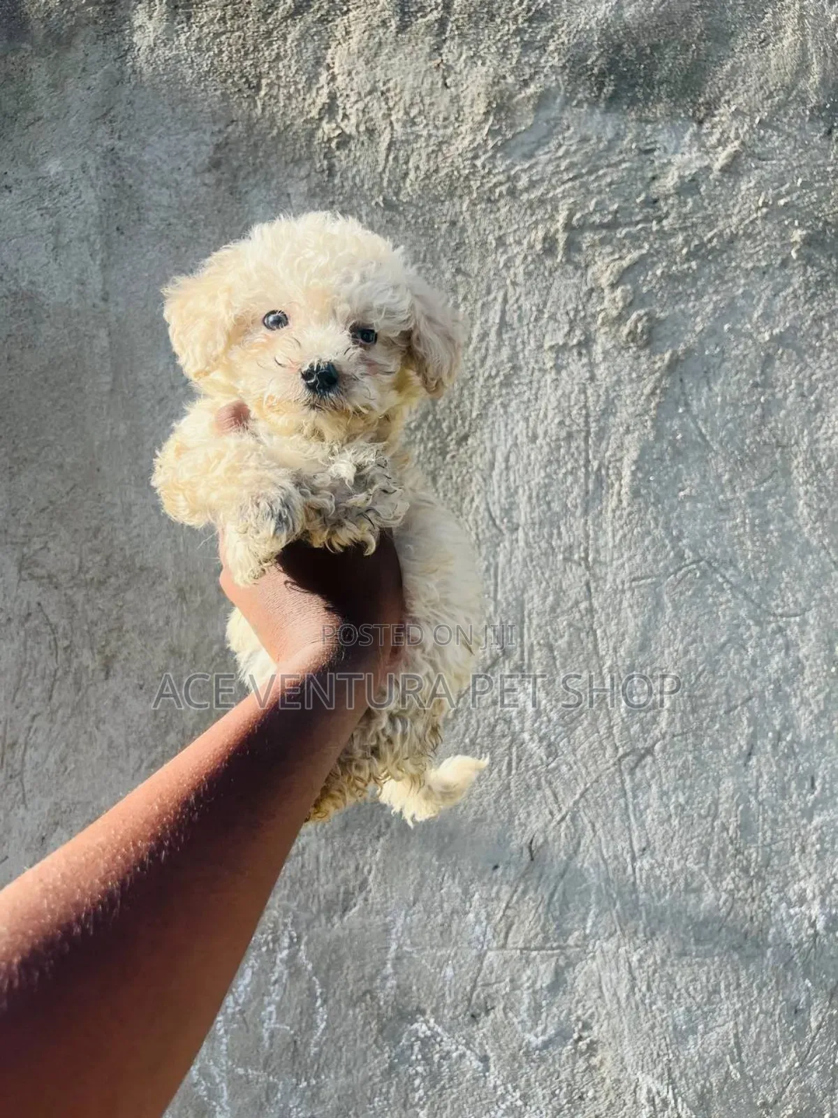 1-3 months Male Purebred Siberian Husky
