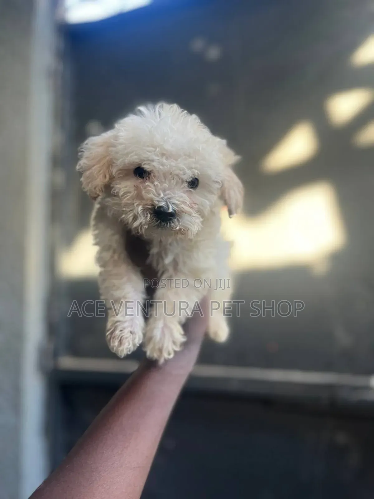 1-3 months Male Purebred Maltipoo