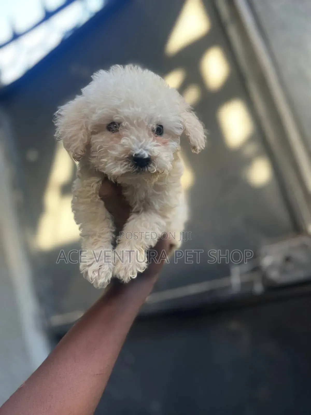 1-3 months Male Purebred Maltipoo