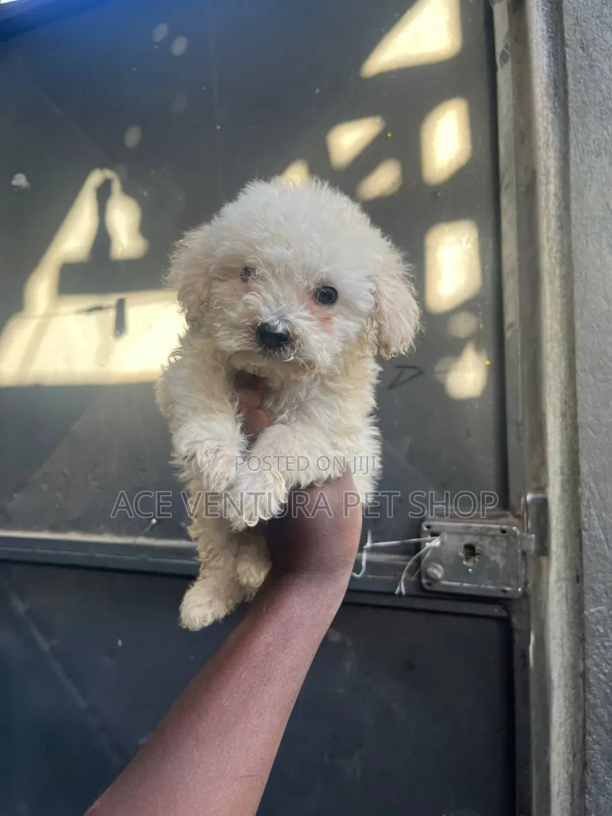 1-3 months Male Purebred Maltipoo