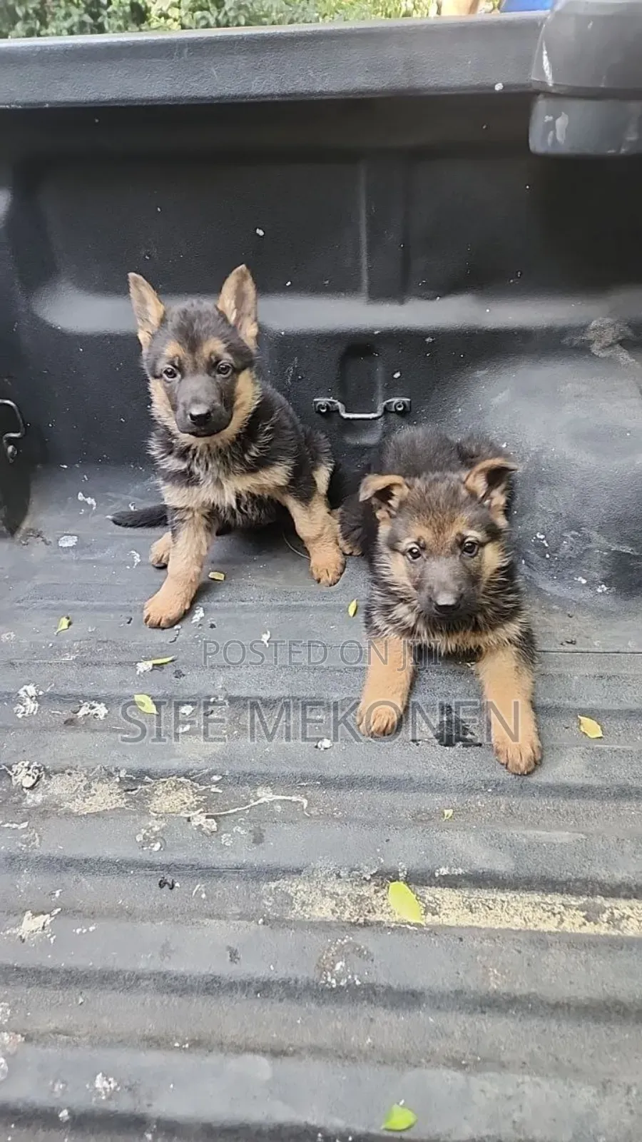1-3 months Male Purebred German Shepherd