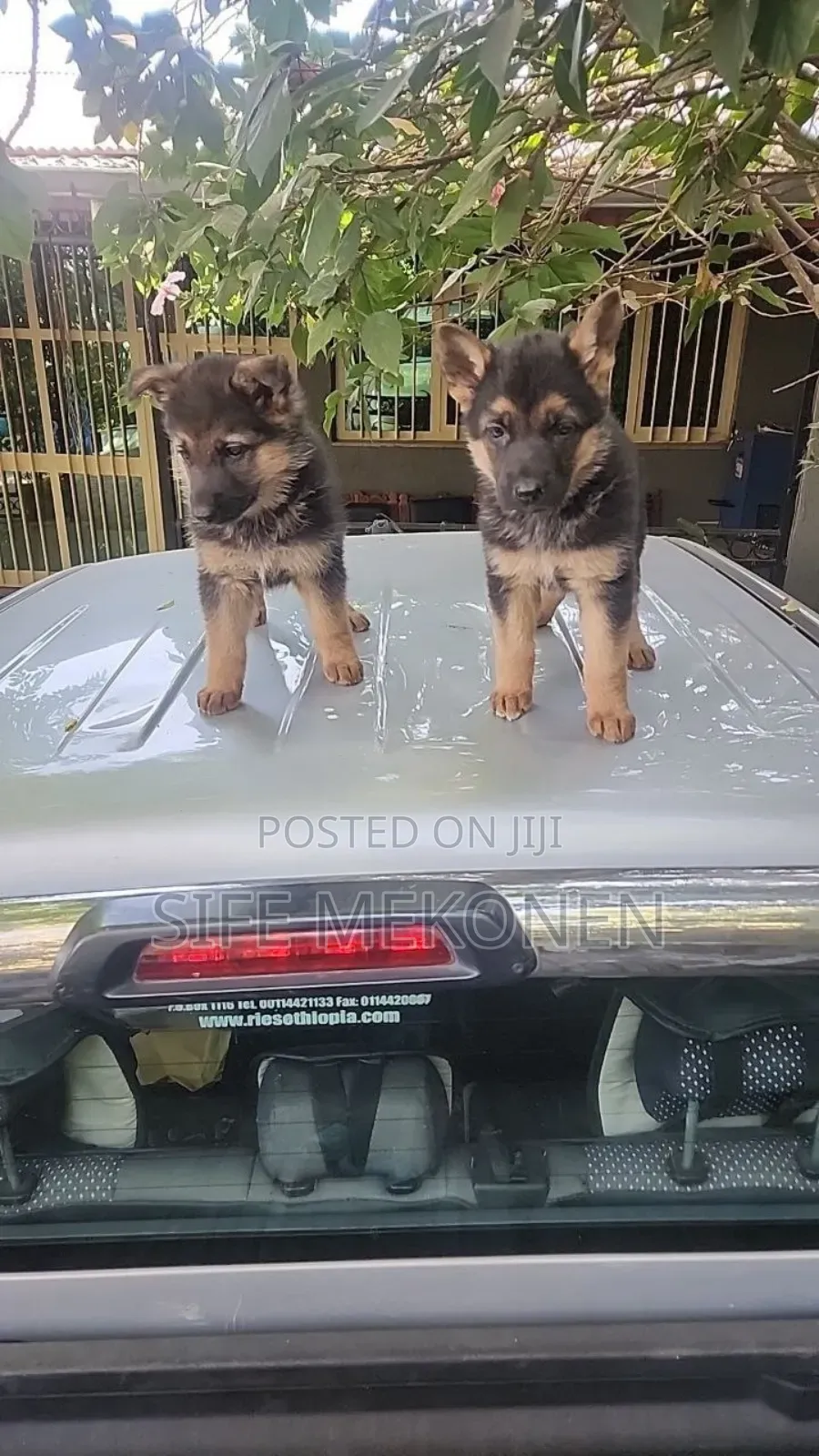 1-3 months Male Purebred German Shepherd