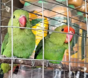 Photo - Parrots for House
