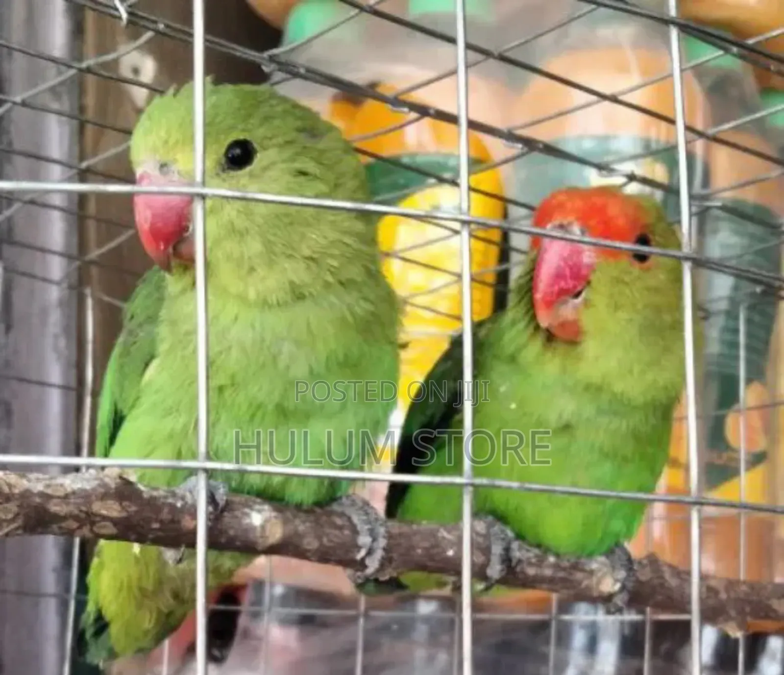 Parrot Men and Female