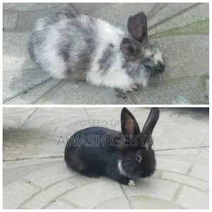 Photo - Abyssinia Rabbit