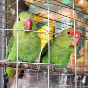 Photo - Parrot Fou You