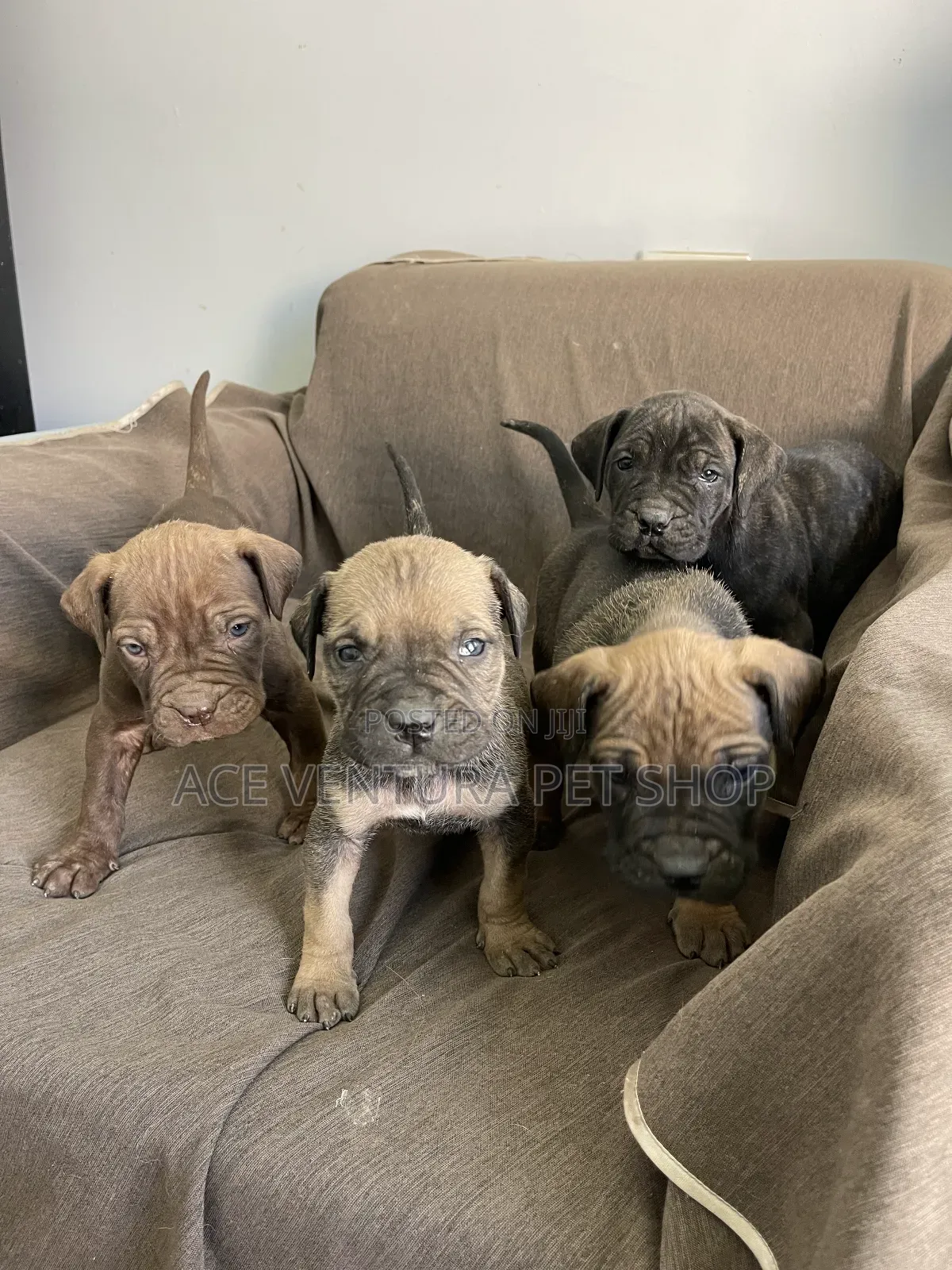 1-3 months Male Purebred Bullmastiff